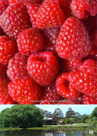 Summer Main Menu 2020 - 2021